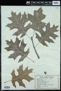 Quercus shumardii var. shumardii image