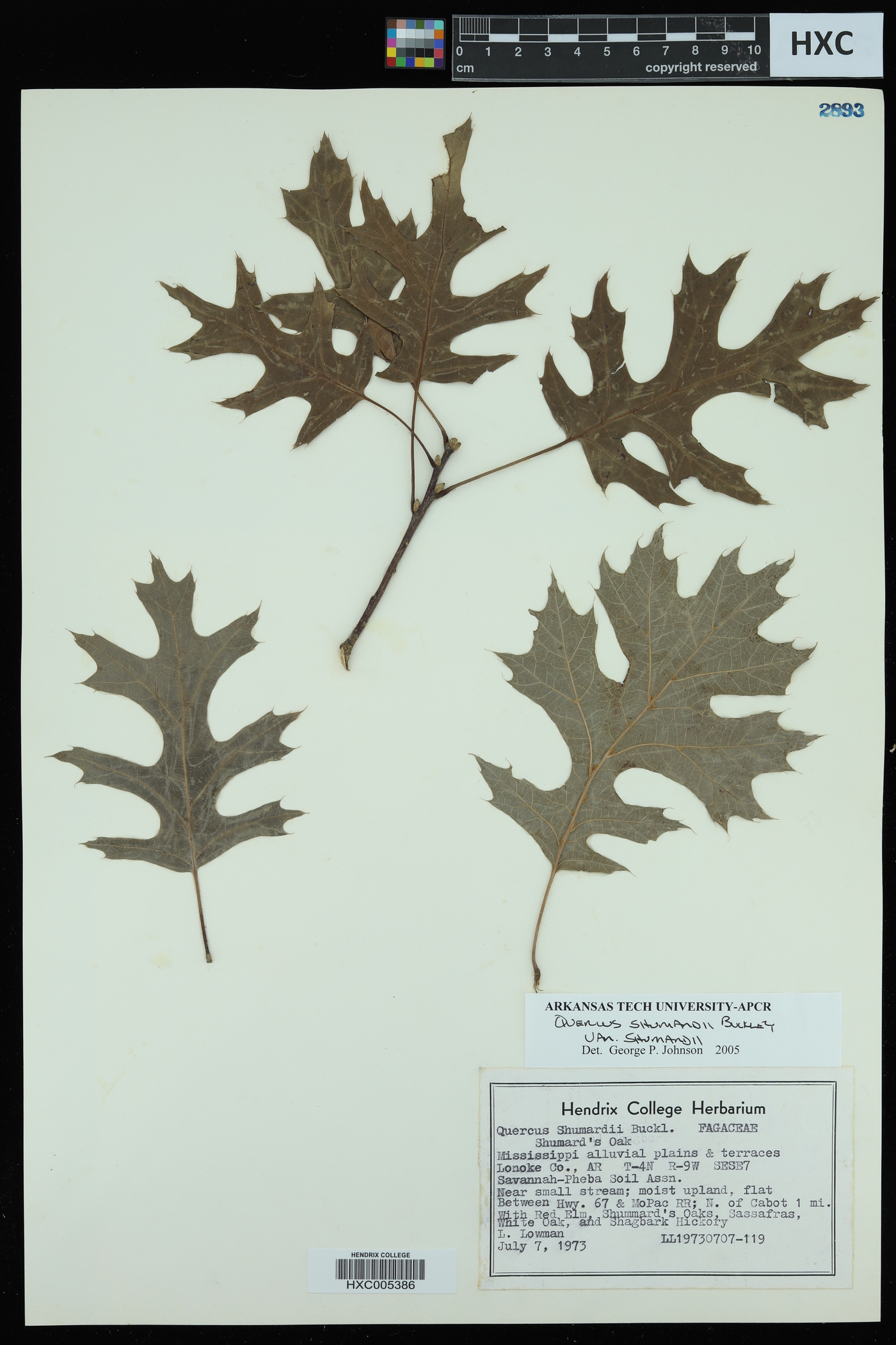 Quercus shumardii var. shumardii image