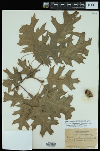 Quercus shumardii image