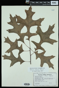 Quercus texana image