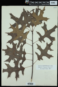 Quercus texana image