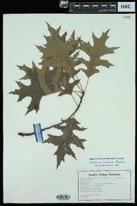 Quercus texana image