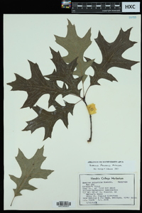 Quercus palustris image