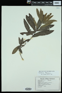 Quercus phellos image