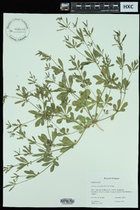 Galium concinnum image