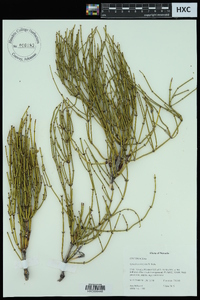 Ephedra torreyana image