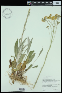 Packera tomentosa image