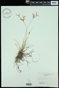 Juncus secundus image