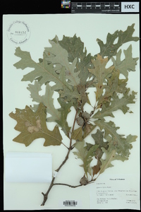 Quercus lyrata image