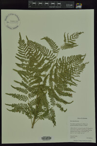 Pteridium aquilinum subsp. pseudocaudatum image