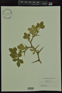 Poncirus trifoliata image