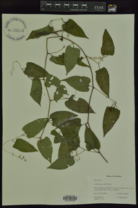 Ampelopsis cordata image