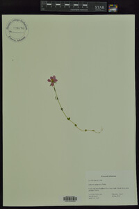 Sabatia campestris image