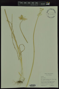 Allium vineale image