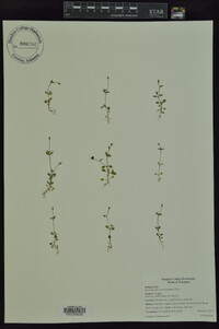 Houstonia micrantha image