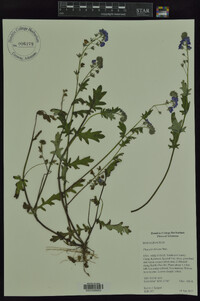 Phacelia hirsuta image