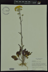 Packera tomentosa image