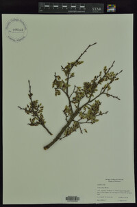 Ulmus alata image