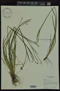 Sisyrinchium campestre image