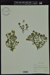 Symphyotrichum oblongifolium image