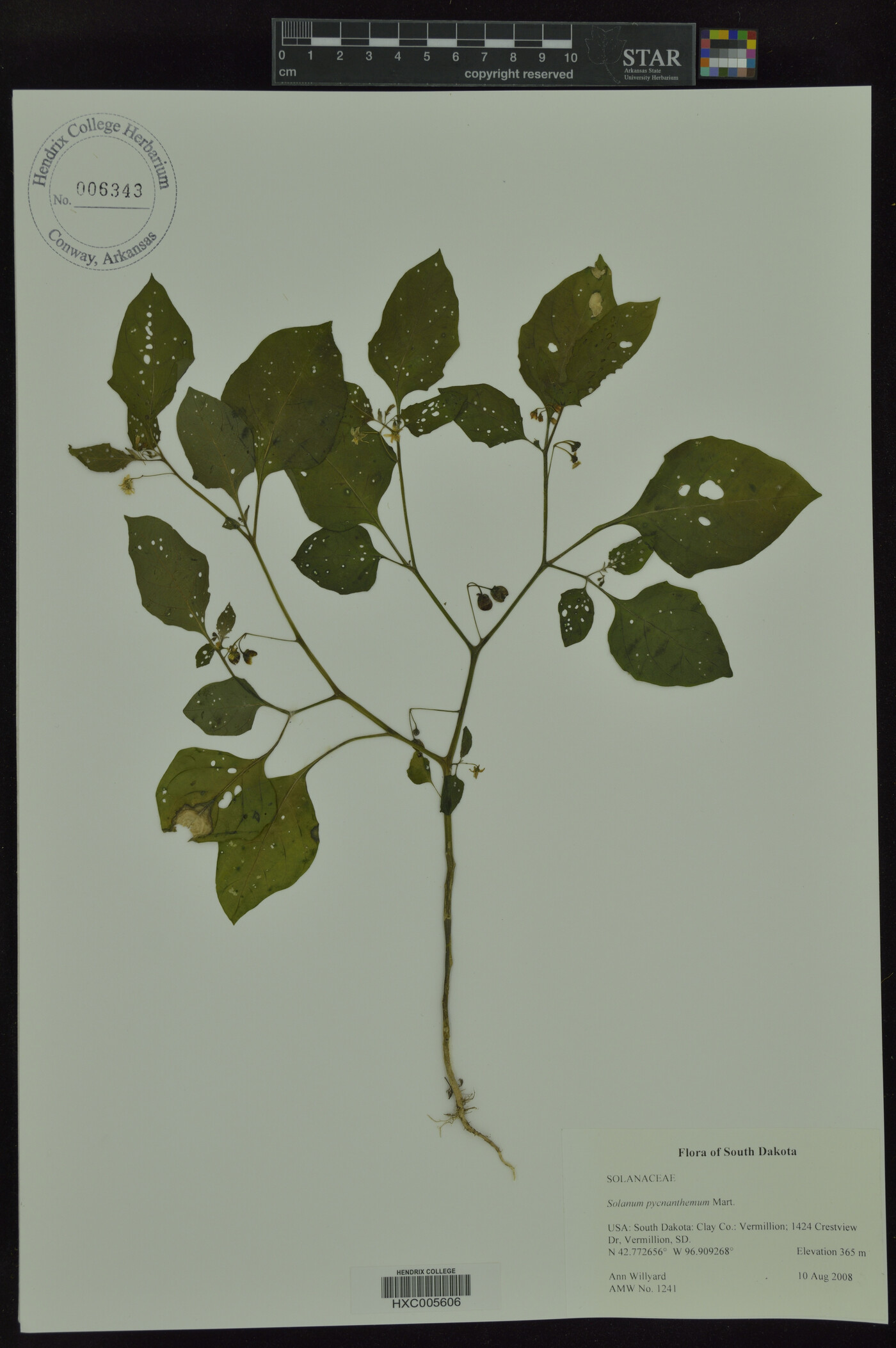 Solanum pycnanthemum image