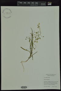 Arenaria patula image