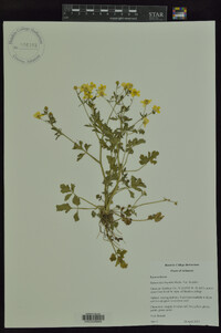 Ranunculus hispidus var. hispidus image