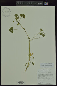 Medicago arabica image