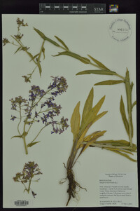 Hesperis matronalis image