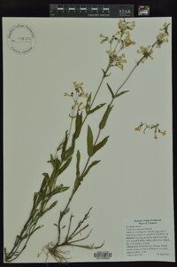 Penstemon arkansanus image