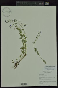 Phacelia hirsuta image