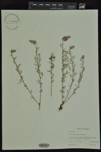 Dalea tenuifolia image