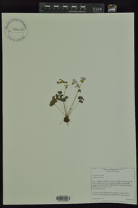 Oxalis violacea image