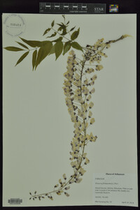 Wisteria frutescens image