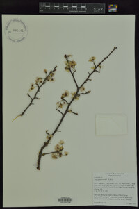 Prunus mexicana image