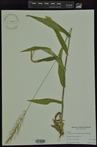 Dichanthelium polyanthes image