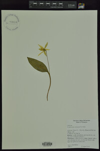 Erythronium rostratum image