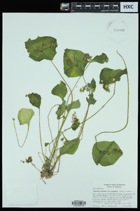 Claytonia perfoliata image