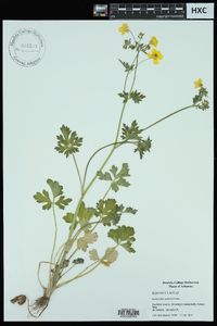 Ranunculus sardous image