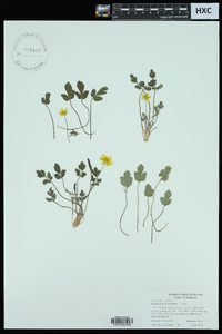 Ranunculus fascicularis image