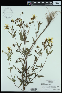 Bidens aristosa image