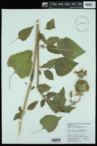 Leonotis nepetifolia image