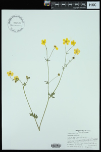 Ranunculus parviflorus image