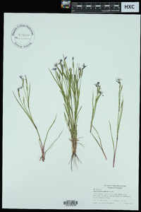 Sisyrinchium campestre image