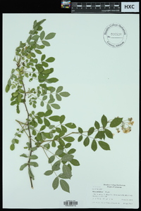 Rosa multiflora image