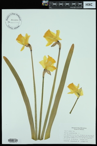 Narcissus pseudonarcissus image