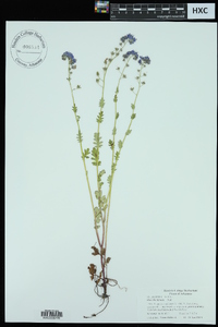 Phacelia hirsuta image