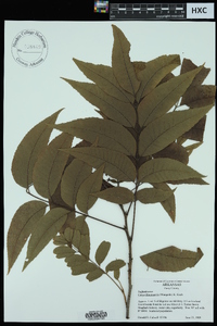 Carya illinoinensis image