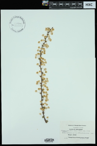 Spiraea prunifolia var. plena image