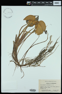 Heteranthera reniformis image